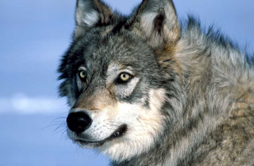 The return of wolves to Yellowstone has led to a surge in&hellip;