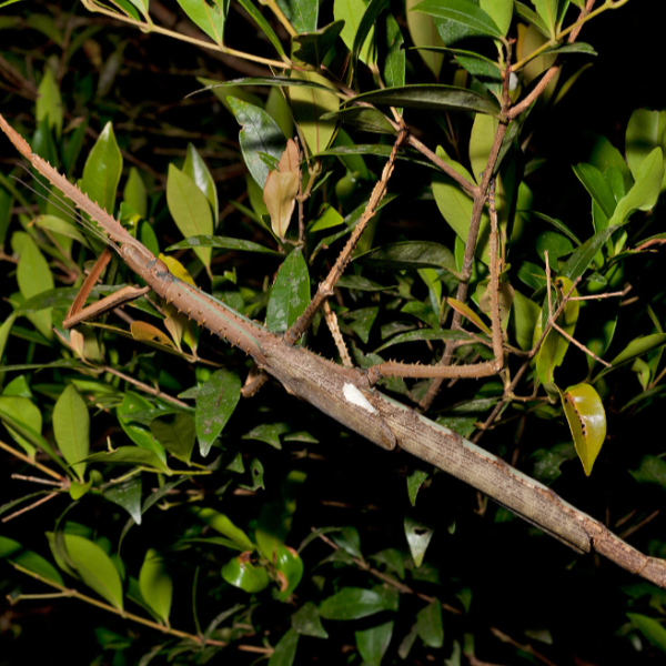 A creepy new giant insect could be the heaviest ever recorded in&hellip;