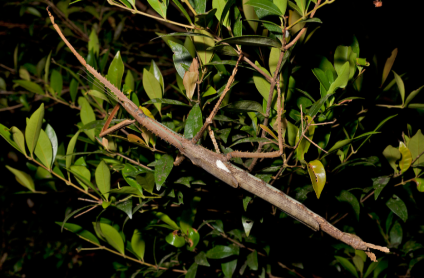 A creepy new giant insect could be the heaviest ever recorded in&hellip;