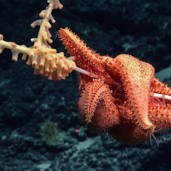 Virtual Dive Takes Explorers to Uncharted Waters Off Hawaii