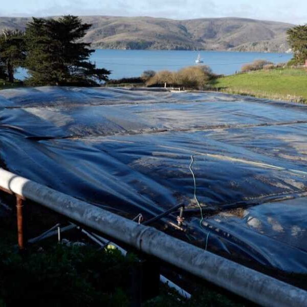 Covering waste lagoons with tarps could cut methane emissions on dairy farms&hellip;