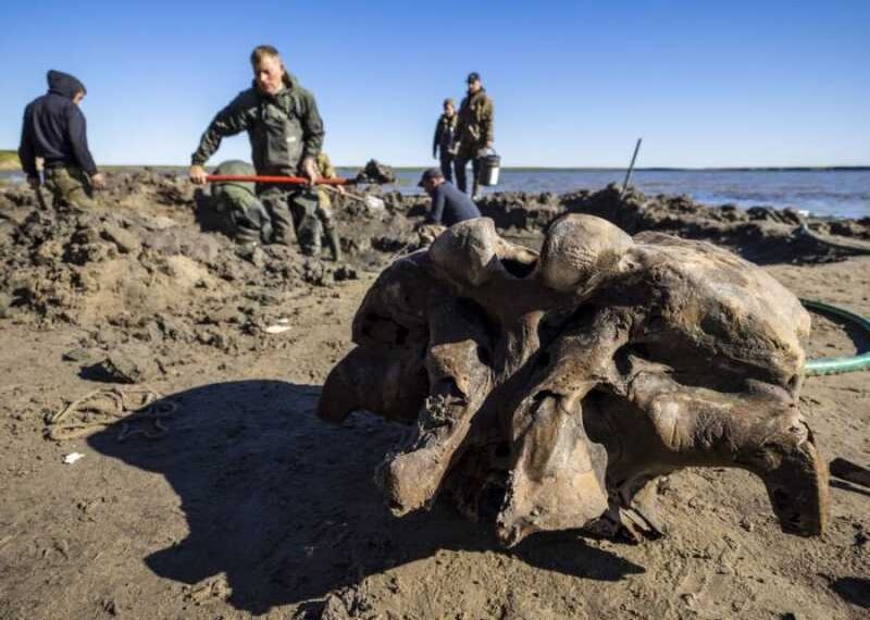 10,000-year-old woolly mammoth remains found in Siberian lake