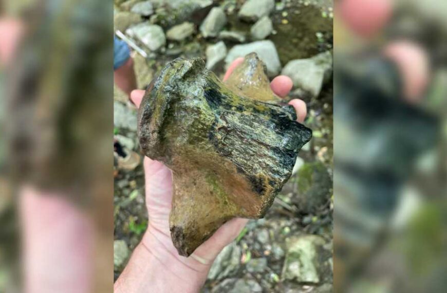 Giant ‘sea dragon’ fossil may be largest mosasaur ever found in Mississippi