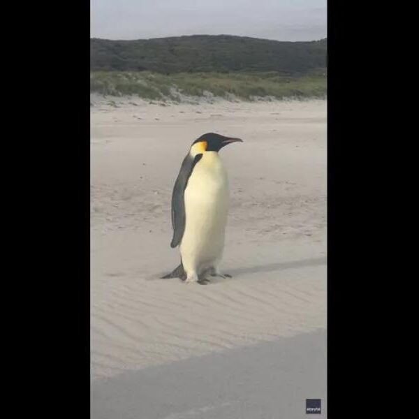 An Iowa family driving home on back roads spotted rare albino deer