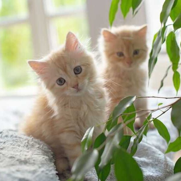 The man has cats, but he has special rules when it comes&hellip;