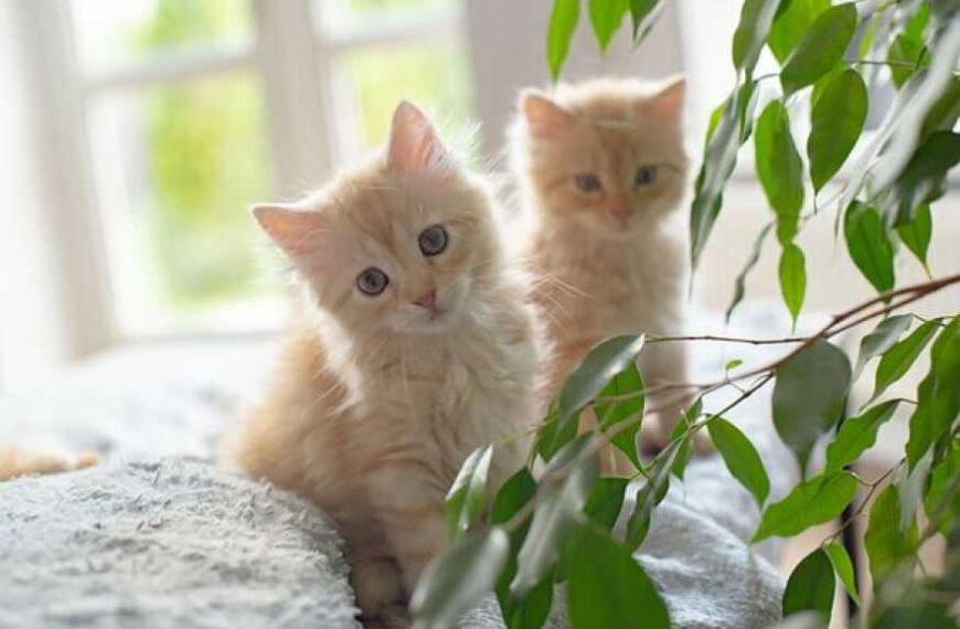 The man has cats, but he has special rules when it comes&hellip;