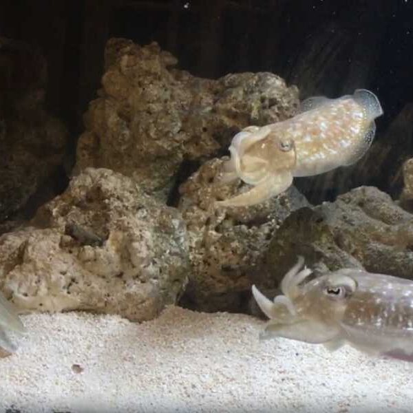 Watch cuttlefish ‘wave’ at each other, which scientists believe may be a…