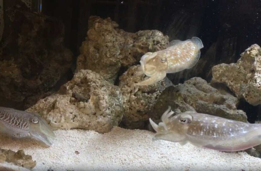 Watch cuttlefish ‘wave’ at each other, which scientists believe may be a&hellip;