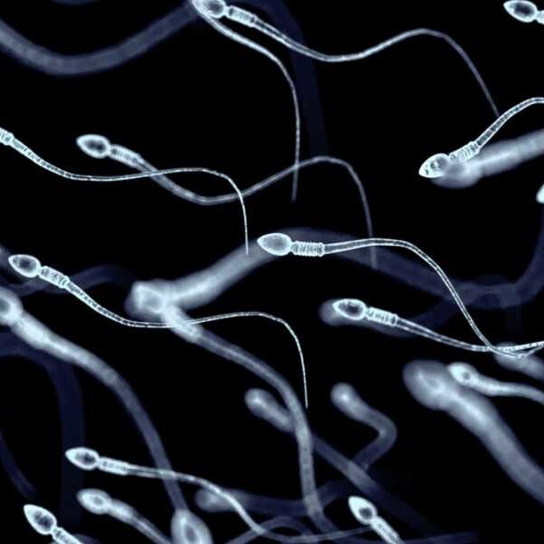 How long can human sperm survive?