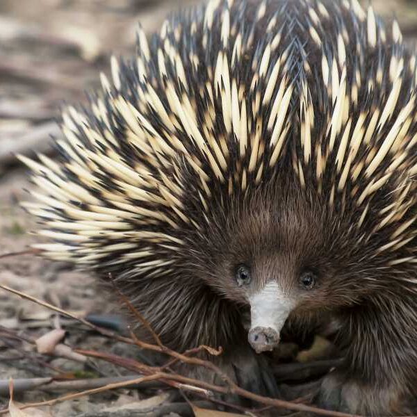 In a rare evolutionary event, a strange relative of the platypus has&hellip;