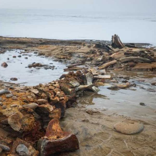 ‘Whale Graveyard’ Discovered as Arctic Ice Sheet Rapidly Retreats