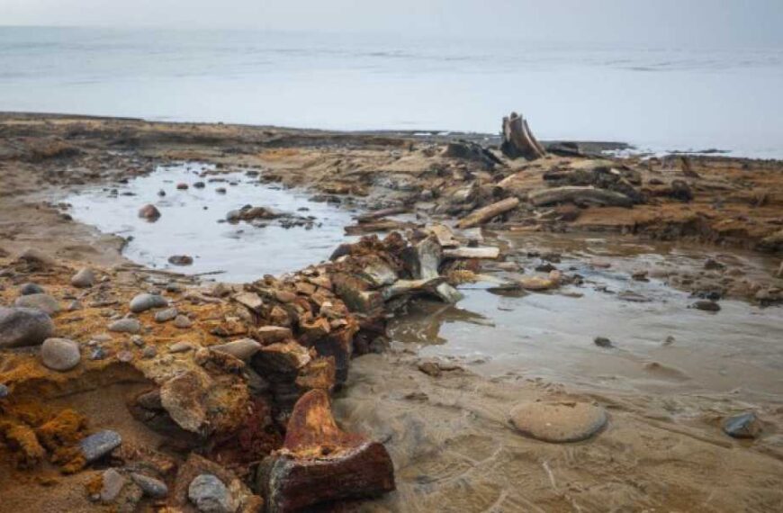‘Whale Graveyard’ Discovered as Arctic Ice Sheet Rapidly Retreats