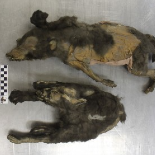 14,000-Year-Old Ice Age ‘Puppies’ Were Actually Wolf Sisters Who Last Ate a…
