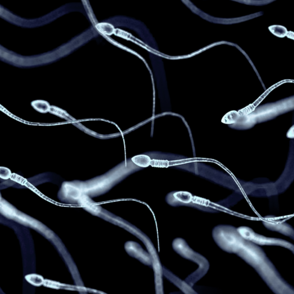 Man undergoes first-of-its-kind sperm-producing stem cell transplant