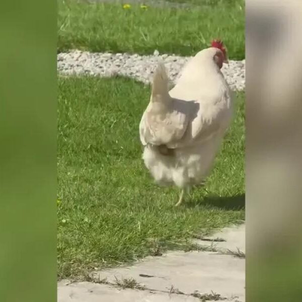Florida woman faces felony charges after alleged mace-wielding bear attacks chicken on&hellip;