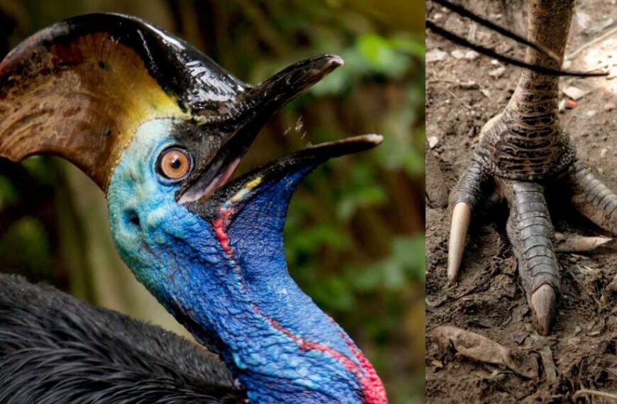 Southern Cassowary: A Giant Prehistoric Bird With Dinosaur Feet
