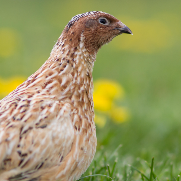Japanese Quail: The Bird With Bizarre Semen Foam, a Post-Sex Walk, and&hellip;