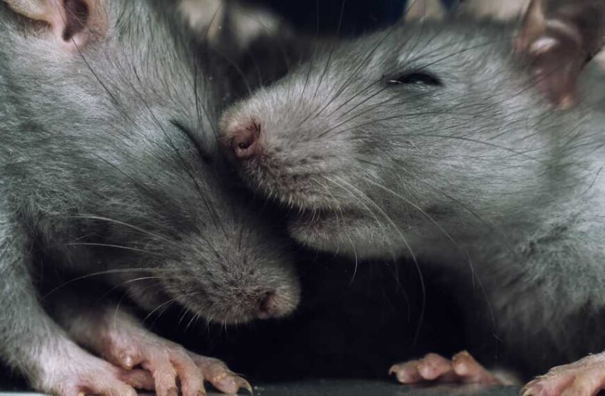 Do animals experience orgasm?