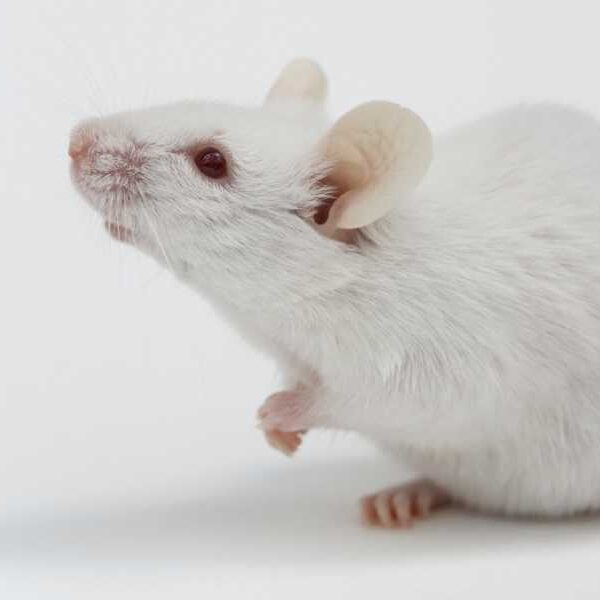 Anti-cancer drug combination increases lifespan in mice by 30%, but anti-aging benefits…