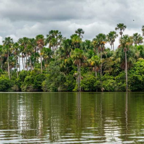Amazon Peatlands Stop Absorbing Carbon. What Does That Mean?
