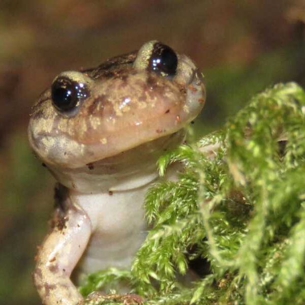 The wandering salamander: a tree-climbing amphibian with a blood-powered grip