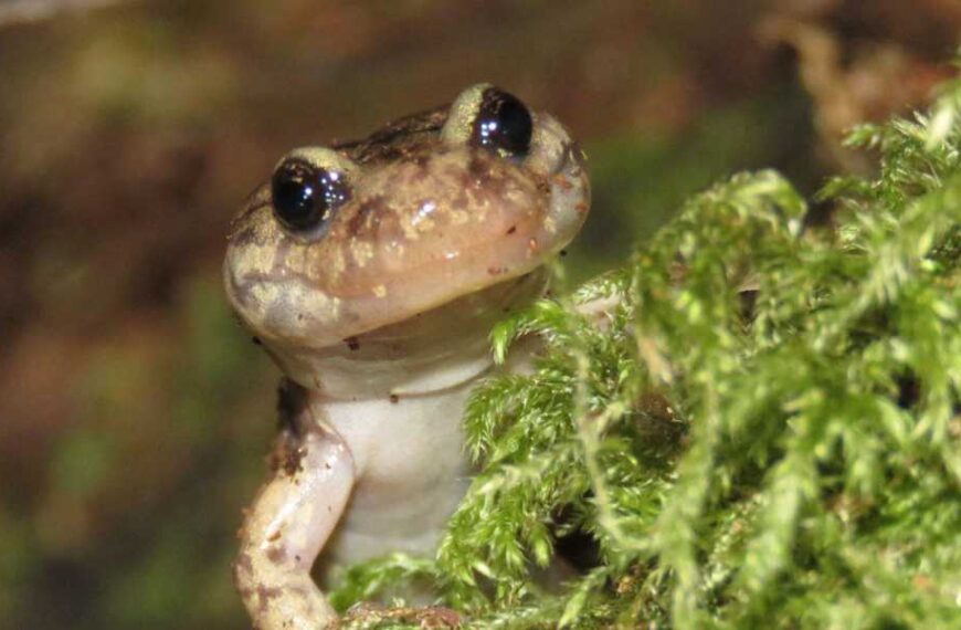 The wandering salamander: a tree-climbing amphibian with a blood-powered grip