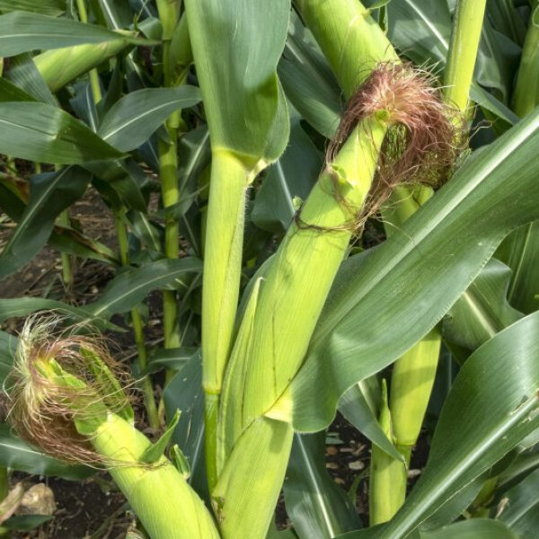 ‘Corn Sweat’ Will Make This Week’s Heat Even More Tangible