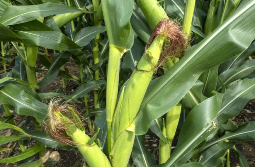 ‘Corn Sweat’ Will Make This Week’s Heat Even More Tangible