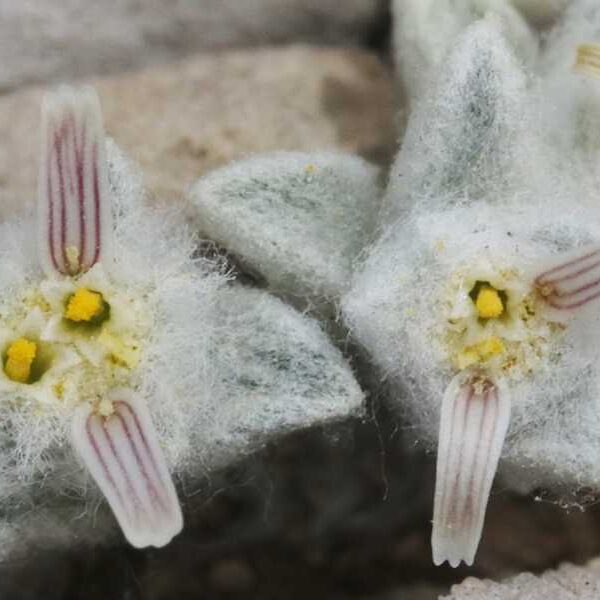 ‘Hairy devil’ flowers in Texas desert are first new plant genus discovered…