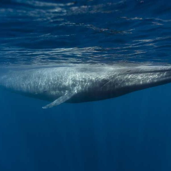No, blue whales won’t go silent off the coast of California. Here’s&hellip;