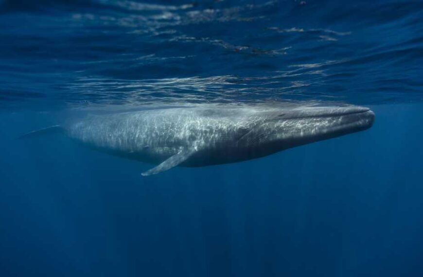 No, blue whales won’t go silent off the coast of California. Here’s&hellip;