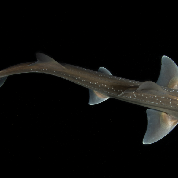 Do sharks make noise? A chance discovery may answer that question