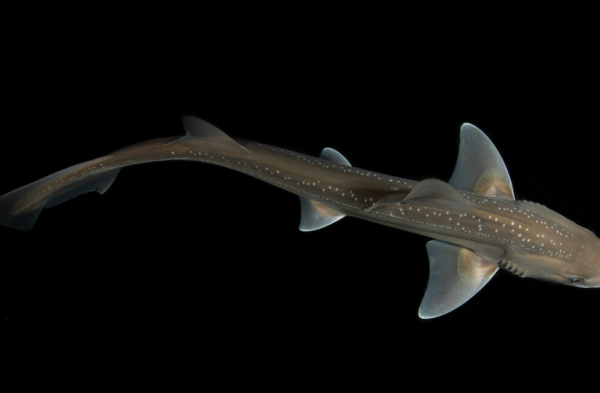 Do sharks make noise? A chance discovery may answer that question