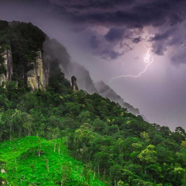 Tropical Tree in Panama Learns to Kill Its ‘Enemies’ with Lightning