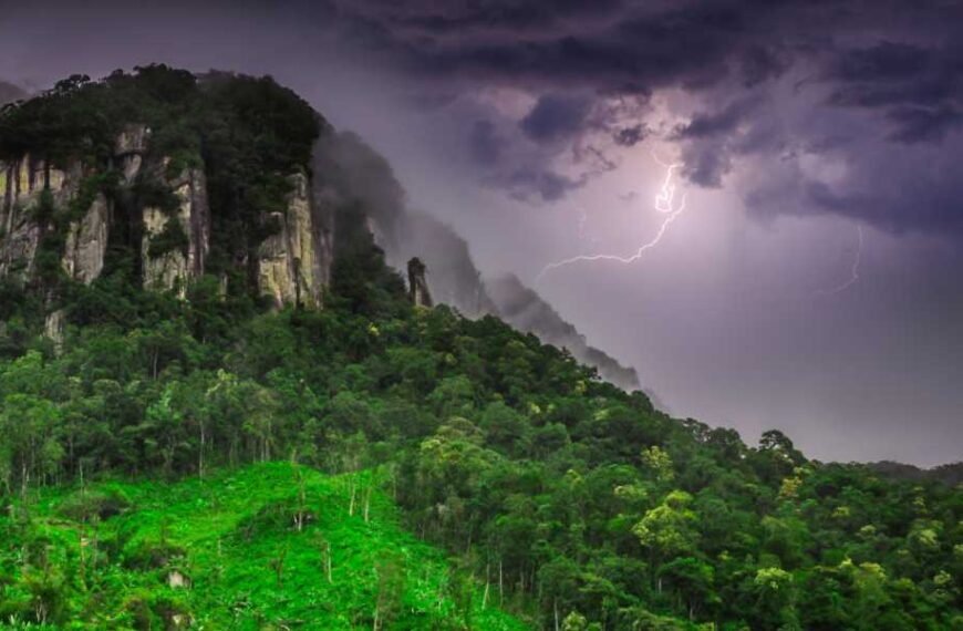 Tropical Tree in Panama Learns to Kill Its ‘Enemies’ with Lightning
