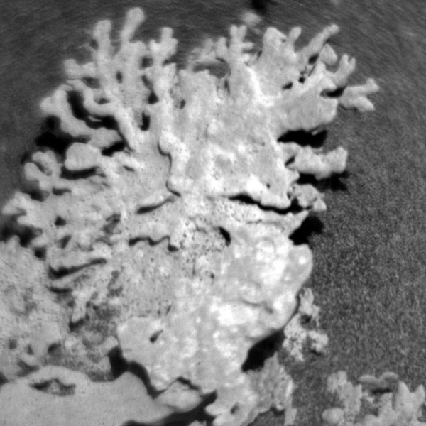 NASA Discovers Billion-Year-Old ‘Coral’ on Mars