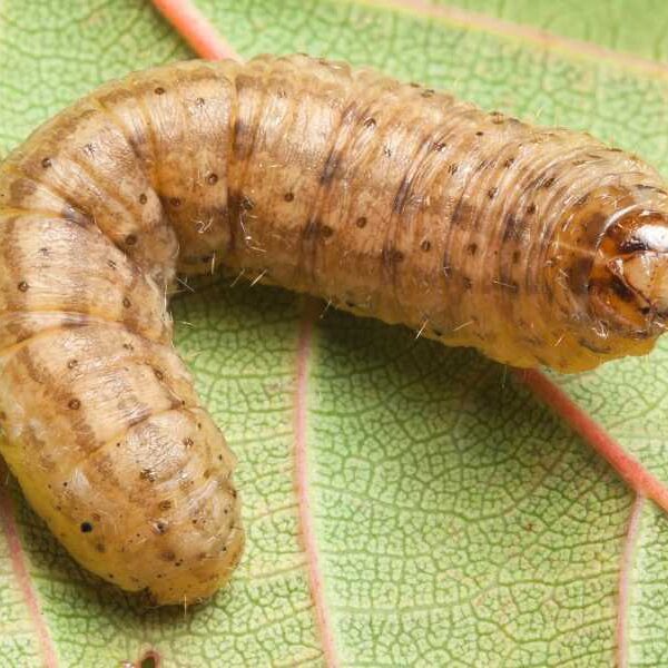 Deadly Australian fungus could devour widespread, pesticide-resistant armyworm from the inside