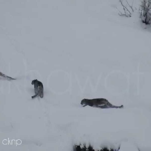 Four snow leopards spotted together on remote mountain in Pakistan in rare…
