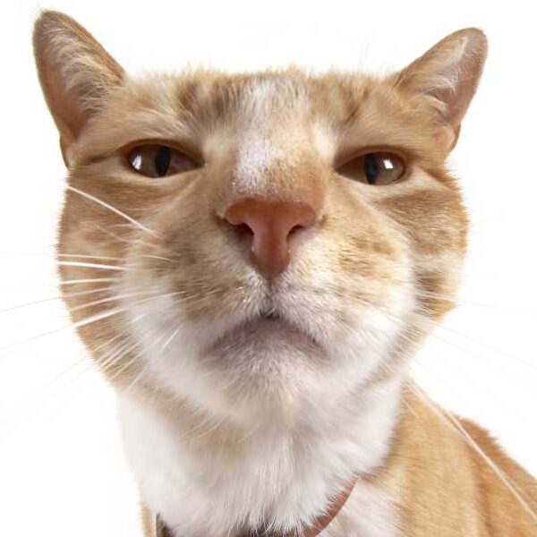 Cats recognize familiar scents and can identify strangers by the scent of…