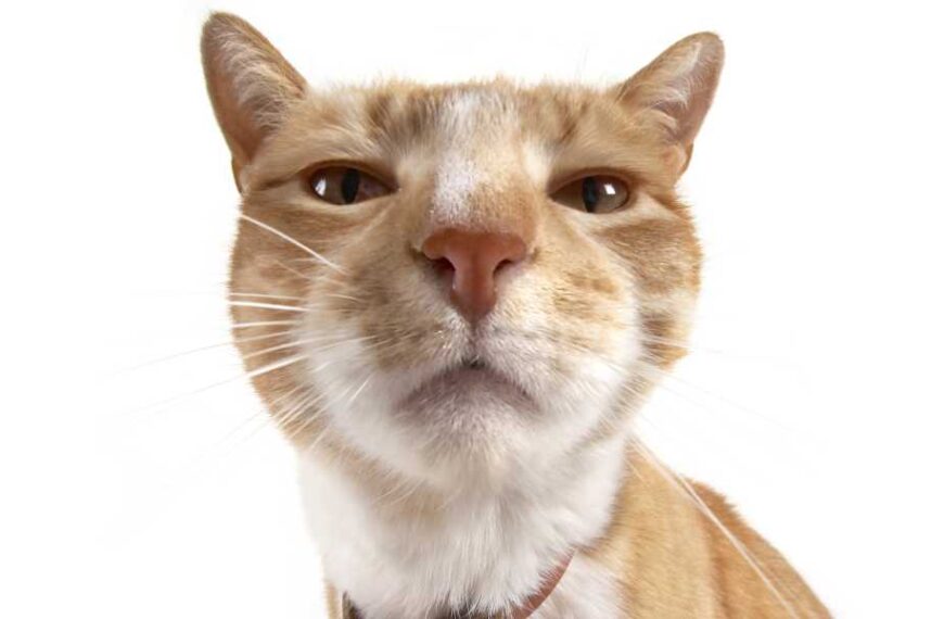 Cats recognize familiar scents and can identify strangers by the scent of…