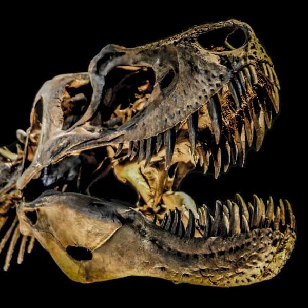 Tyrannosaurus rex fossil trade harms scientific research, study claims