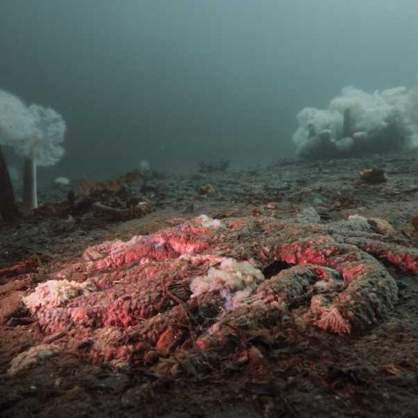 The mystery of why starfish turn into slime has finally been solved…