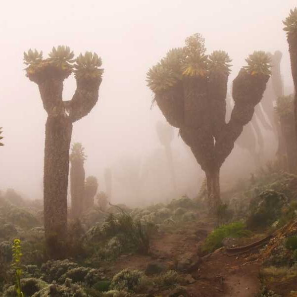 Kilimanjaro’s Giant Senecios: The Strange Plants That Thrive on Africa’s Highest Mountain