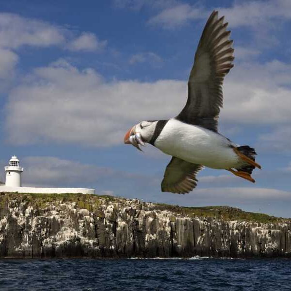 Bird Quiz: What Do You Know About Our Feathered Friends?