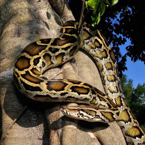 How a Florida Cold Snap Could Have Caused Burmese Pythons to Evolve&hellip;