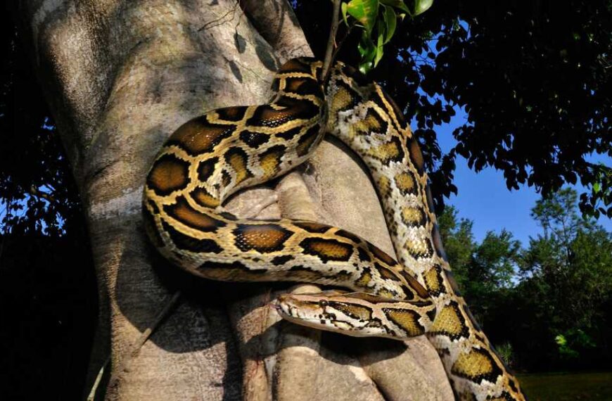 How a Florida Cold Snap Could Have Caused Burmese Pythons to Evolve&hellip;