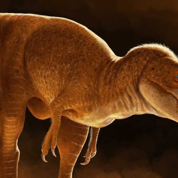 Meet the ‘dragon prince’ – a newly discovered relative of the Tyrannosaurus&hellip;