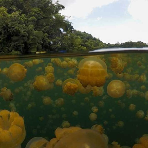 Jellyfish Lake: A brackish body of water in Palau with a toxic&hellip;