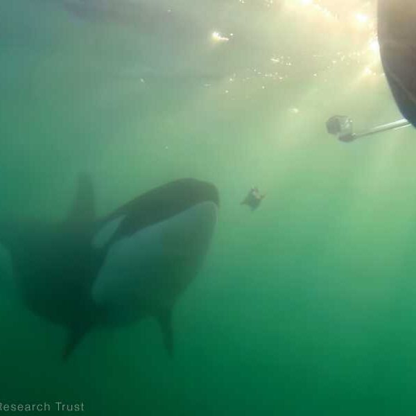 Wild killer whales offer food to humans. Are they trying to befriend&hellip;