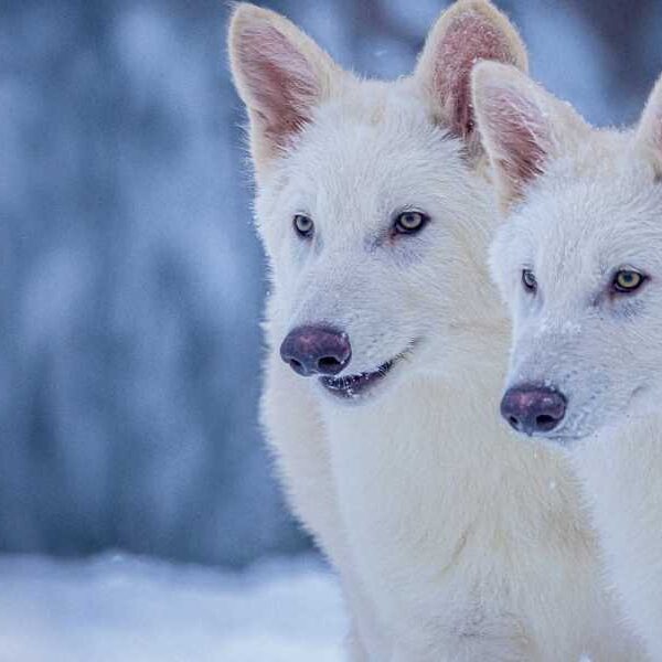 ‘World’s First De-extinction’: Dire Wolves Return After 12,500 Years of Extinction